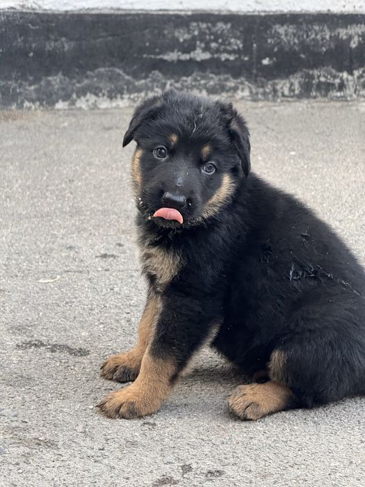 Отдам щенков в хорошие руки!