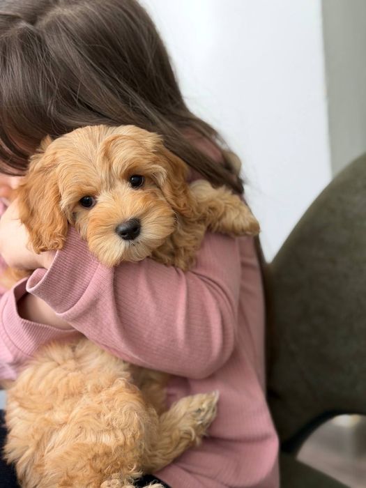 Продается щенок Мальтипу F-1