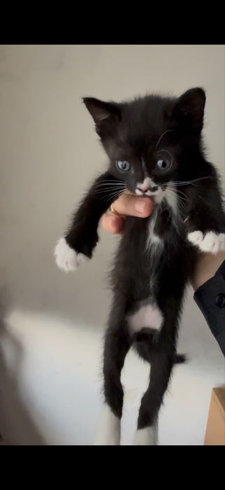 Срочно отдам в хорошие руки  котят