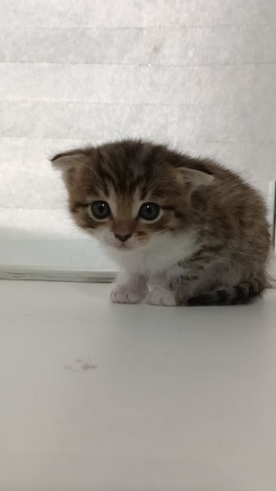 Котенок породистый