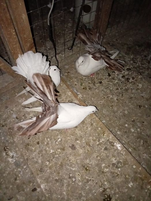 Голуби  кептер павлины