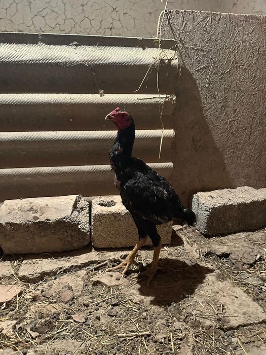 Дакан кораз сатылады