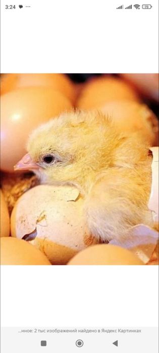 Яйца для инкубатора