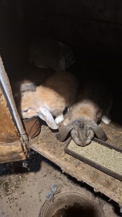 Продавам зайчета