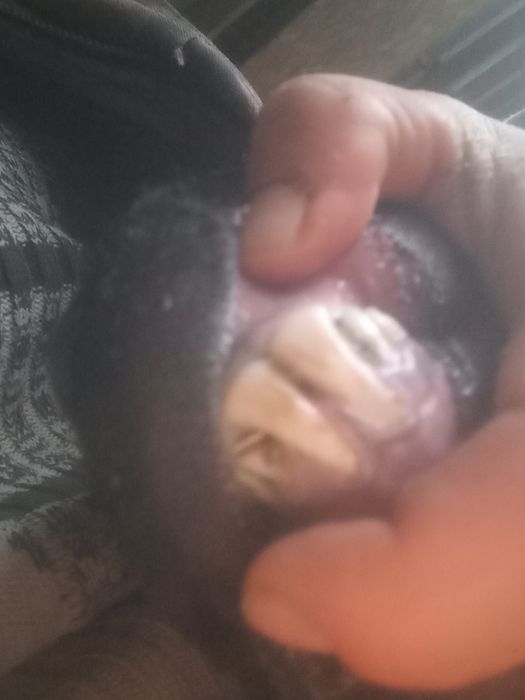 Семиз кошкар 1 жасар