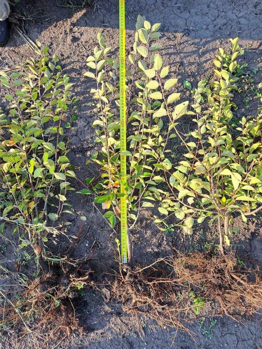 Кизильник блестящий окс