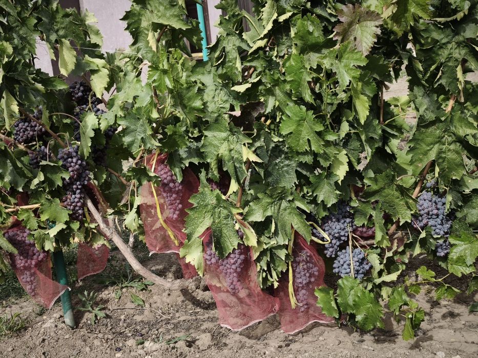 Продам виноград киш миш