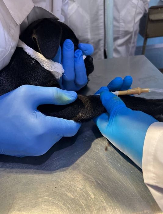 Veterinariya hizmati 24/7