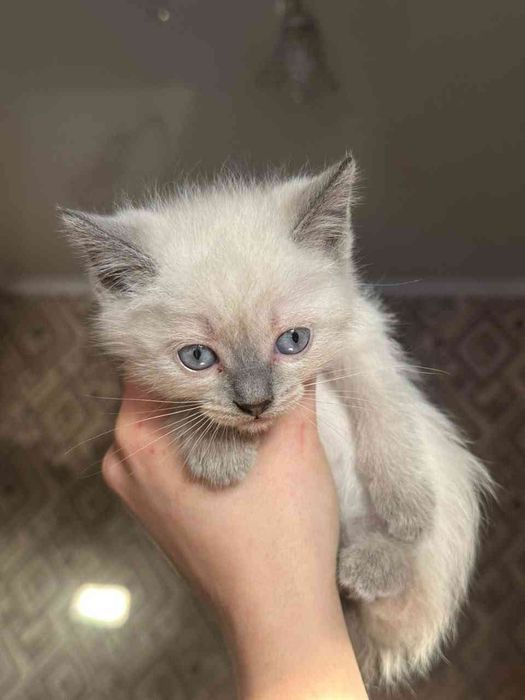 Котятки ищут себе добрую семью