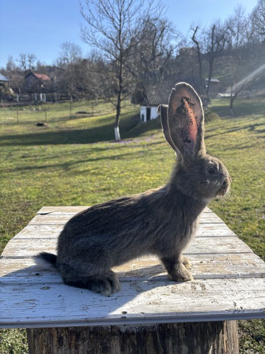 6 puii urias german tatuati