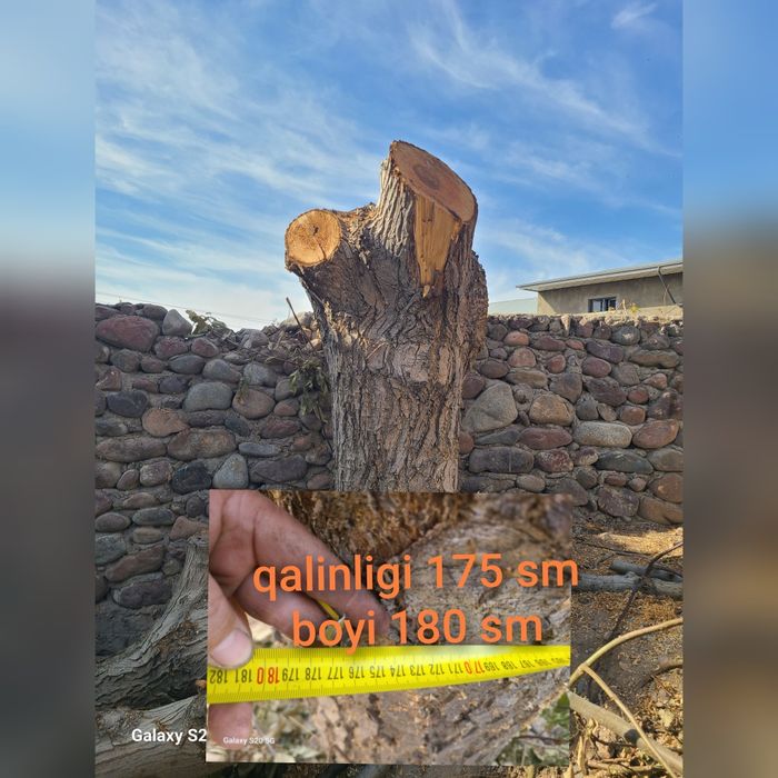 Yangon daraxti mebelchilarga sotiladi otinga emas