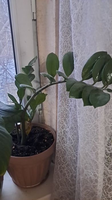 Продам цветы от 2000тенге