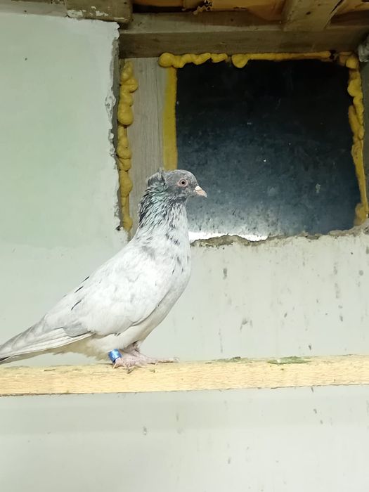 Кептер сатылады!