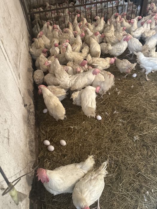 Куры несушки Ленгоры