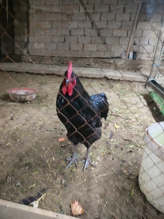 Qora tovuq tayyor tuxumda 6+1