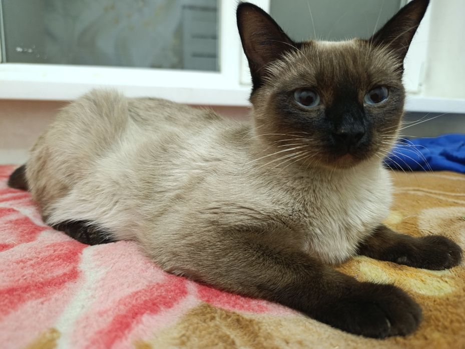 Кошка ищет семью