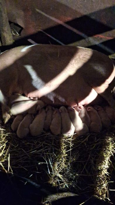 Продам поросят один месяц