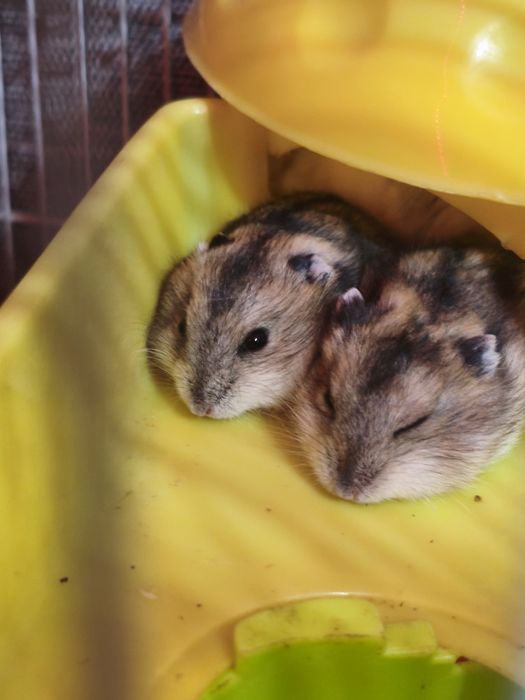 Джунгарики хомяки