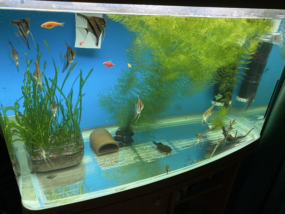 Продам скалярии манакапуру подростки.