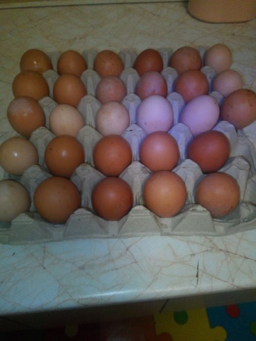 Ouă eco de țară naturale