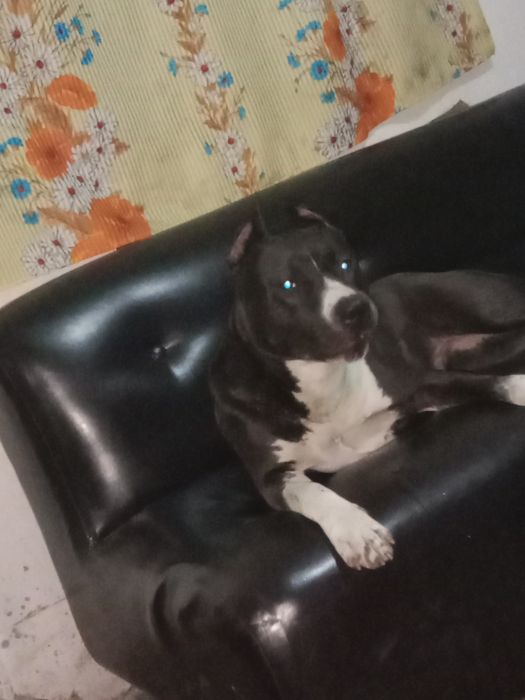 Чёрный стаффорд 2 года