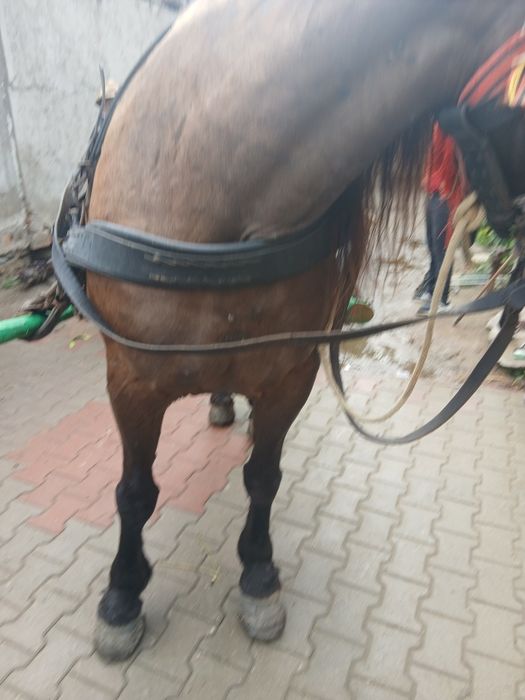 Iapa neagra de 7 ani garantata