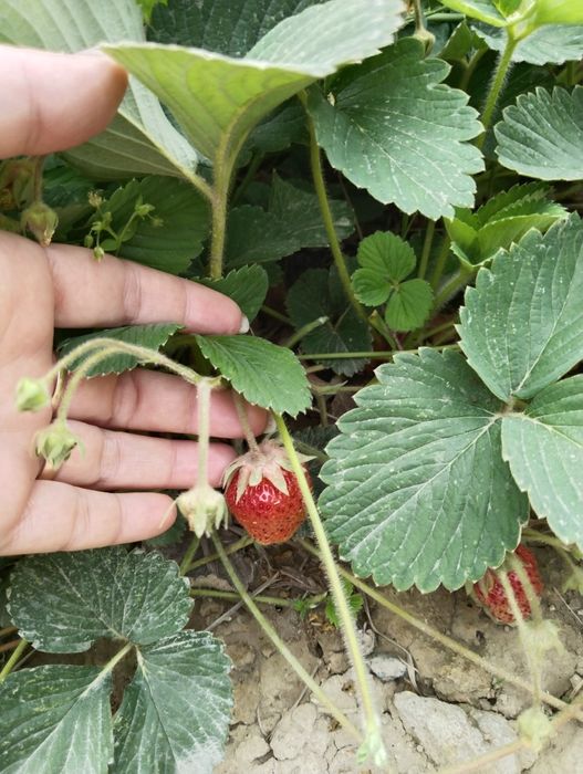 Кулпынай кошет. Дикий виноград