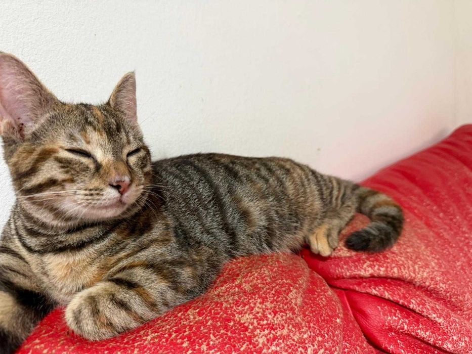 Adoptie pisica tigrata castrata Zizi