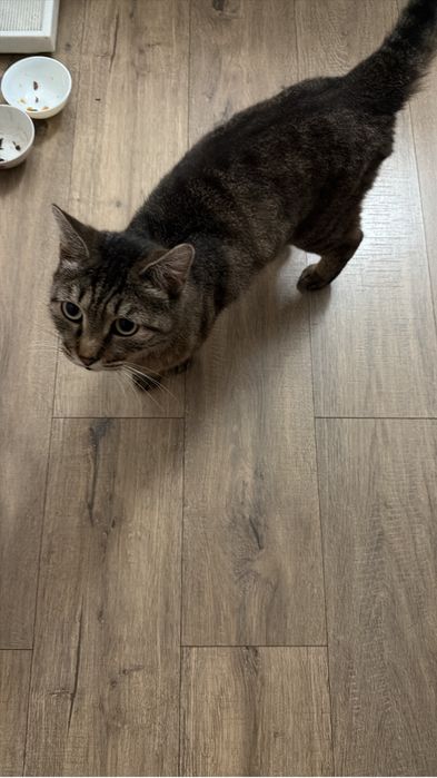 Отдам кота кастрированного