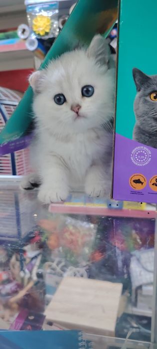 Самые милые, игривые ,умные, котятки..