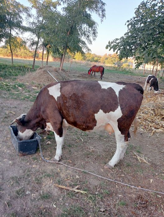 Vând vacă și taur