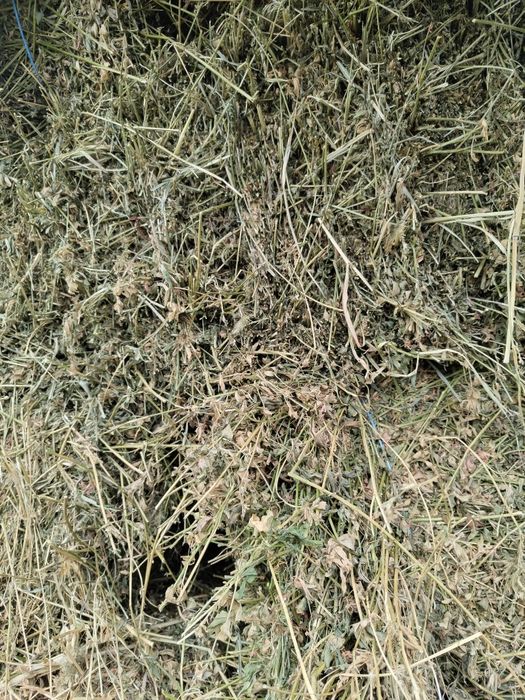 Baloți lucerna de vânzare