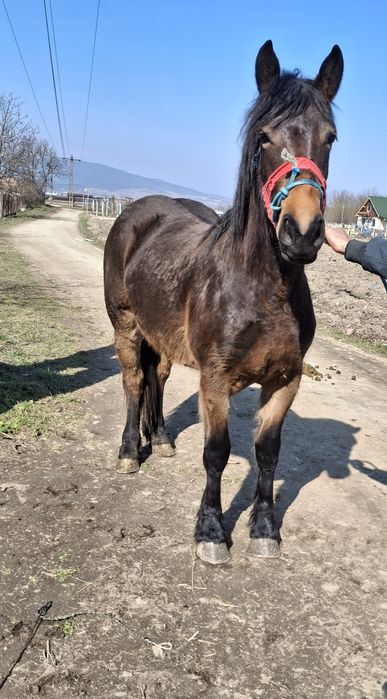Vând manza 1.5 luni cuminte,din cai buni
