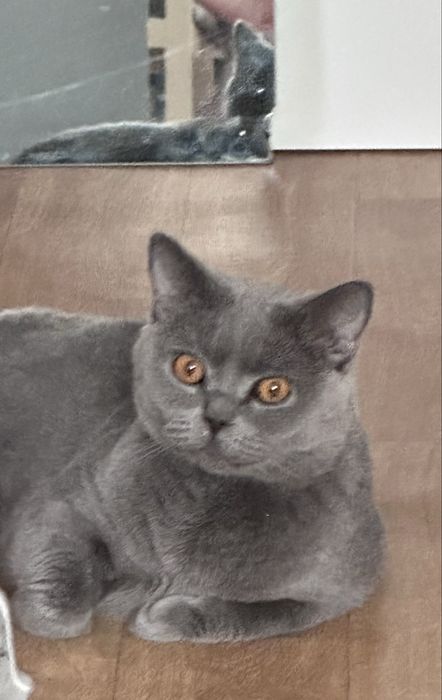 Продается британская кошечка