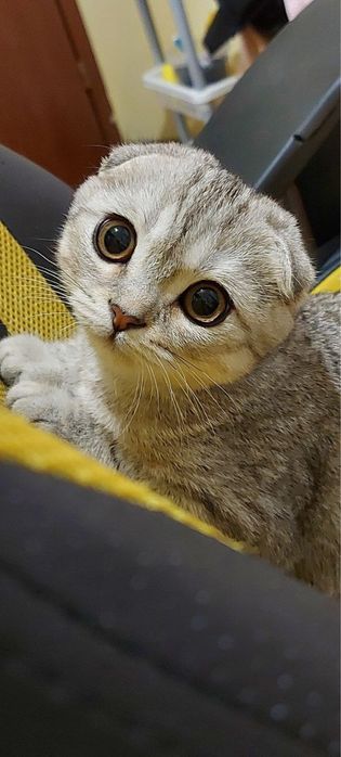 Вязка [сотилмайди] Шотландский вислоухий кот для разумножение