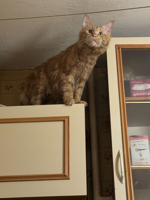 Чистокровный мейн-кун