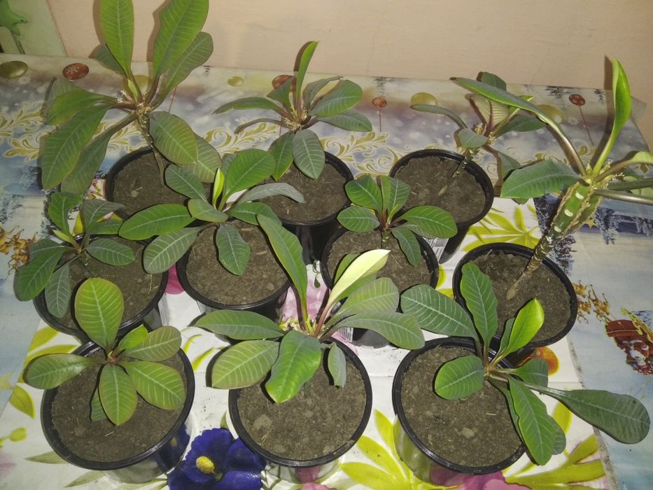 Продам цветок пальму