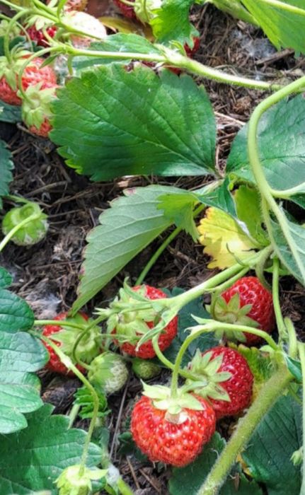 Продам ремонтную клубнику.