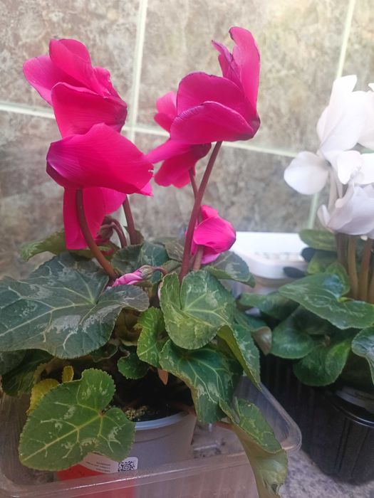 Циклами розова и червена