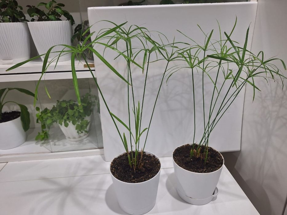 Комнатное растение Циперус