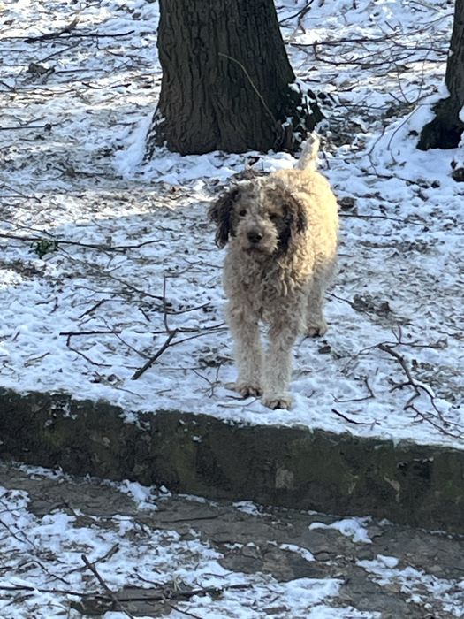 Лагото кученца на 50 дни