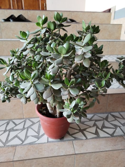 Доллар гулии.сотилади