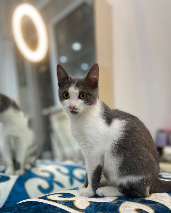 Отдам кошечку в квартиру без самовыгула