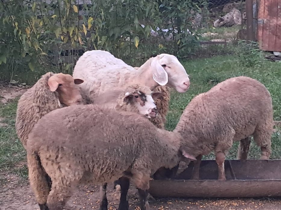 Vand oi metis sulfok si 2 oi bergamasc una fatata