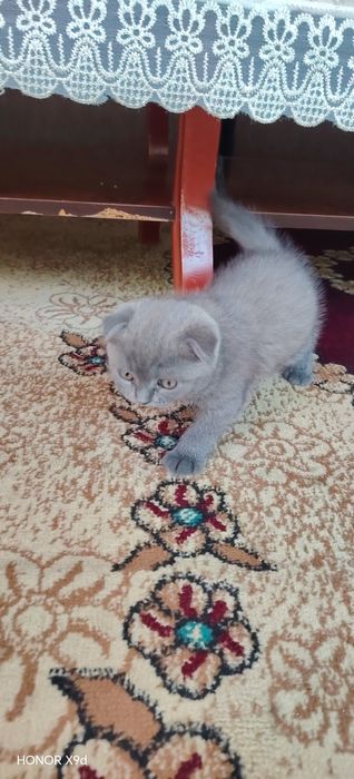 Scottish fold mushuk