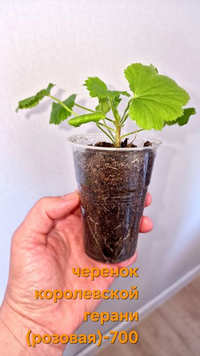 Продам домашние цветы от 1000