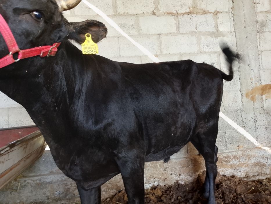 Buqqa sotiladi. Yem yegan katta mol. Narxi yana kelishiladi