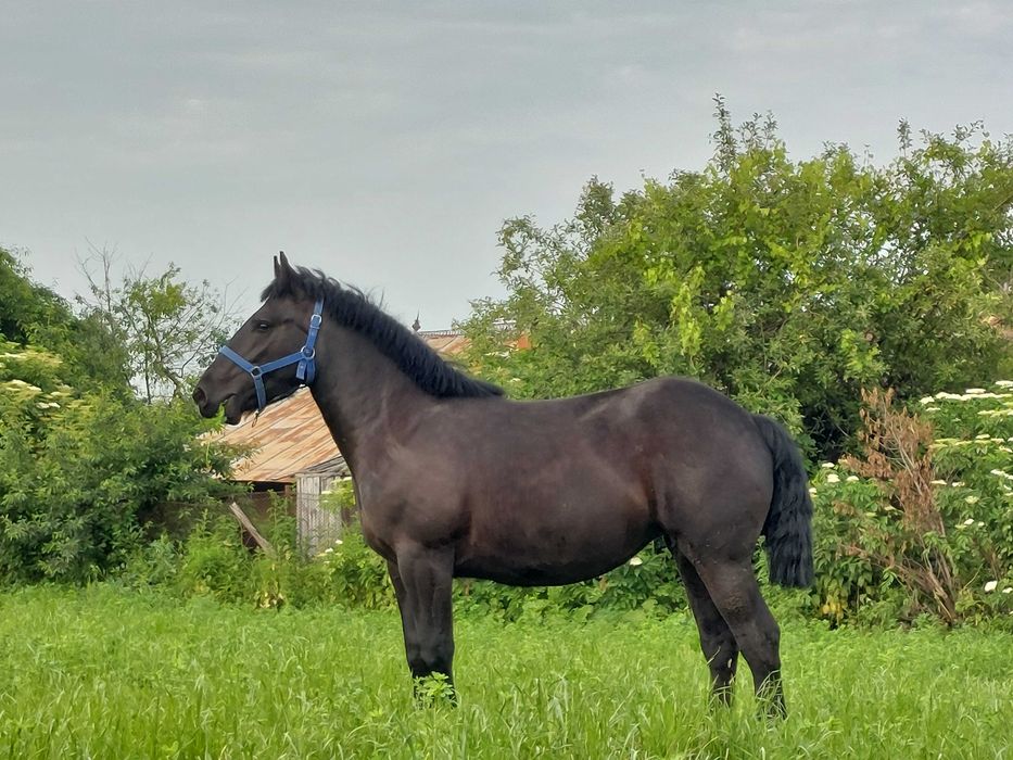 Mânză semigrea de vânzare