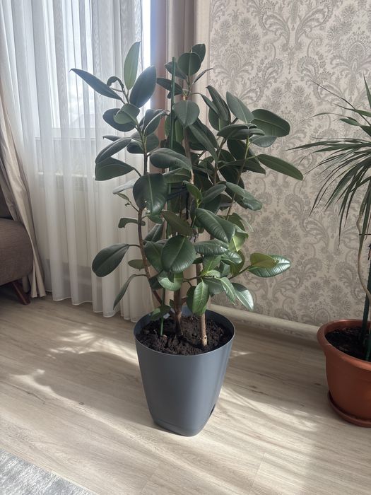 Фикус высокий, красивый