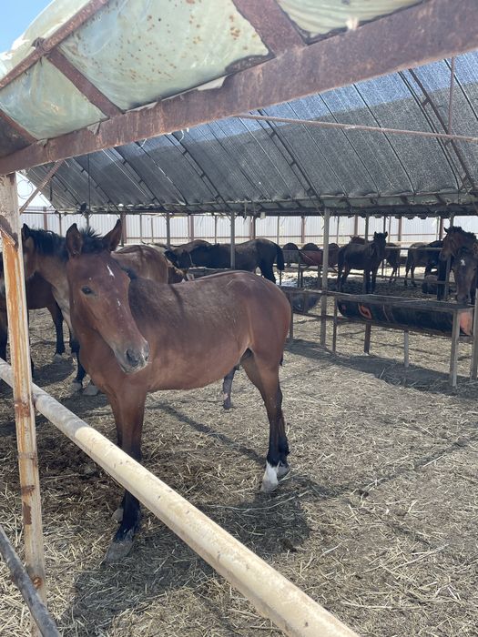 Жылқы тай сатылады.